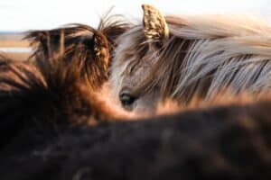 Photo Paard en Ruiter: Trainen voor Precisie in Ringsteken