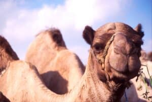 Photo Camel racing