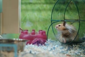 Photo Hamster wheel