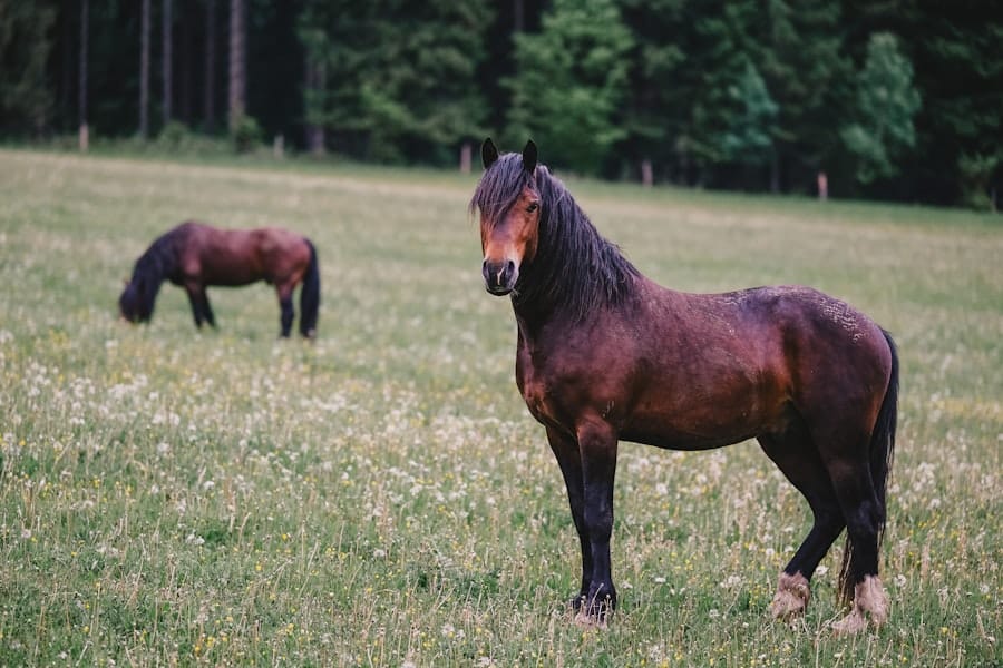 Paardenrassen
