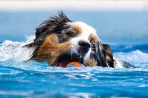 Photo Aquatic Dog Sports
